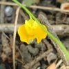 Utricularia praelonga