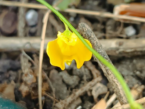Utricularia praelonga
