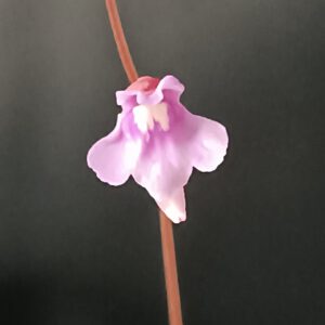 Utricularia tridentata
