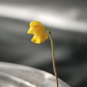 Utricularia gibba