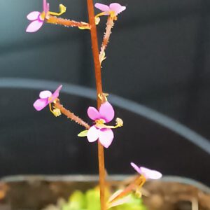 Stylidium debile (Schusspflanze)