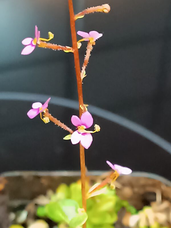 Stylidium debile (Schusspflanze)
