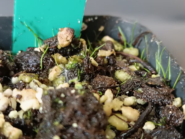 Utricularia cornuta
