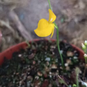 Utricularia cornuta