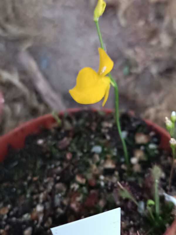 Utricularia cornuta