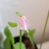 Utricularia calycifida
