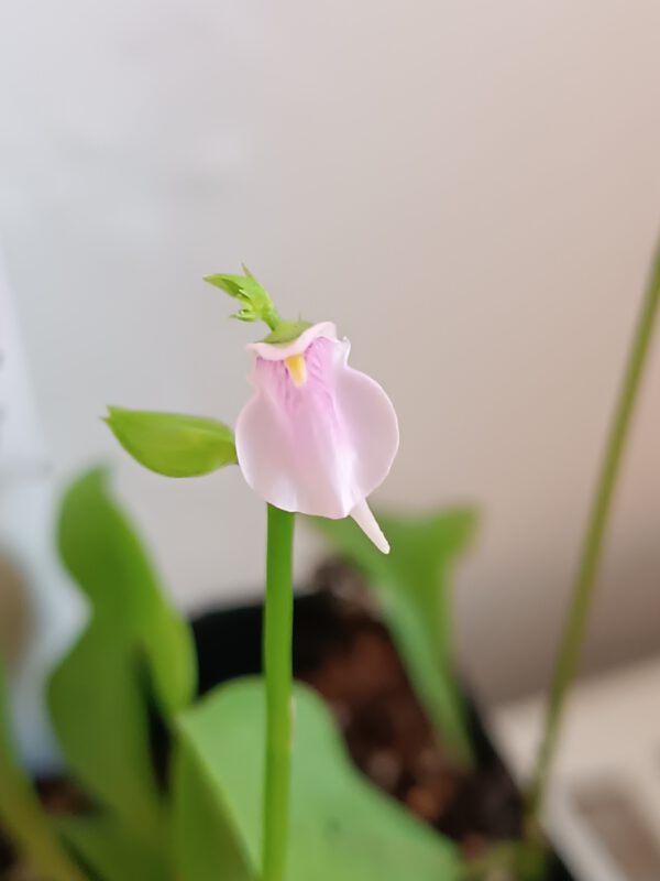 Utricularia calycifida