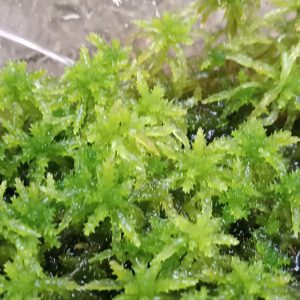 Gemischtes Sphagnum Moos (lebend) 1L