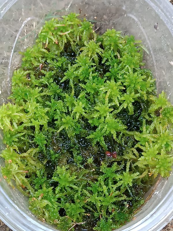 Gemischtes Sphagnum Moos (lebend) 1L
