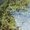 Utricularia gibba