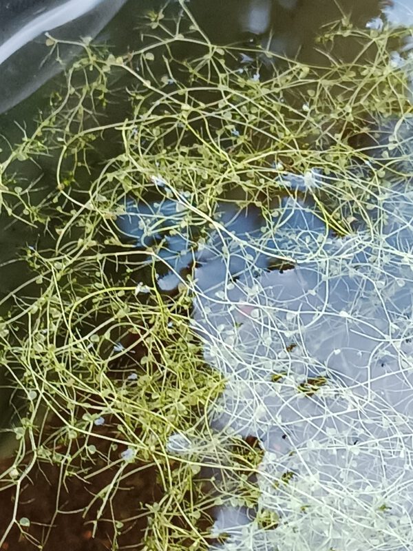 Utricularia gibba