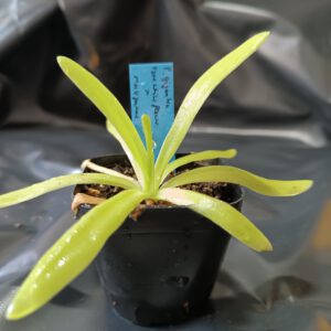 Pinguicula gigantea type 'white flower' x moctezumae