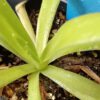 Pinguicula gigantea type 'white flower' x moctezumae