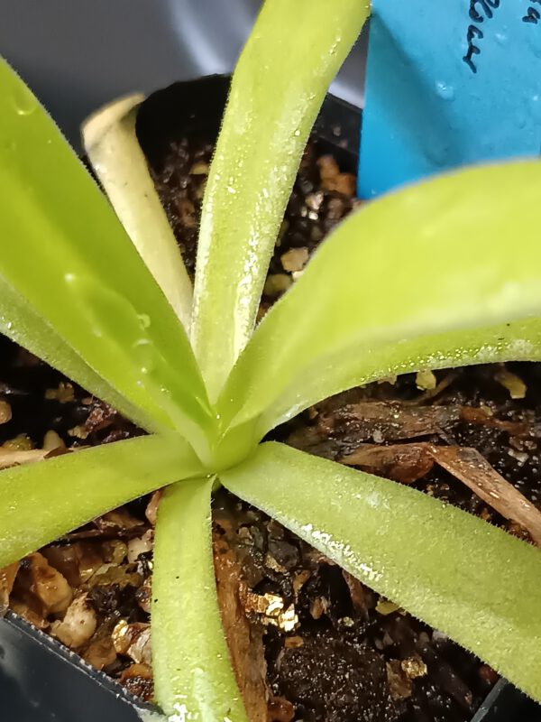 Pinguicula gigantea type 'white flower' x moctezumae