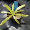 Pinguicula gigantea type 'white flower' x moctezumae