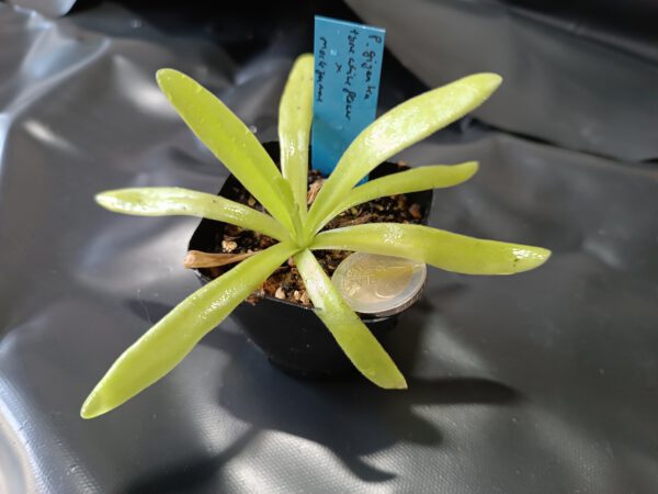 Pinguicula gigantea type 'white flower' x moctezumae