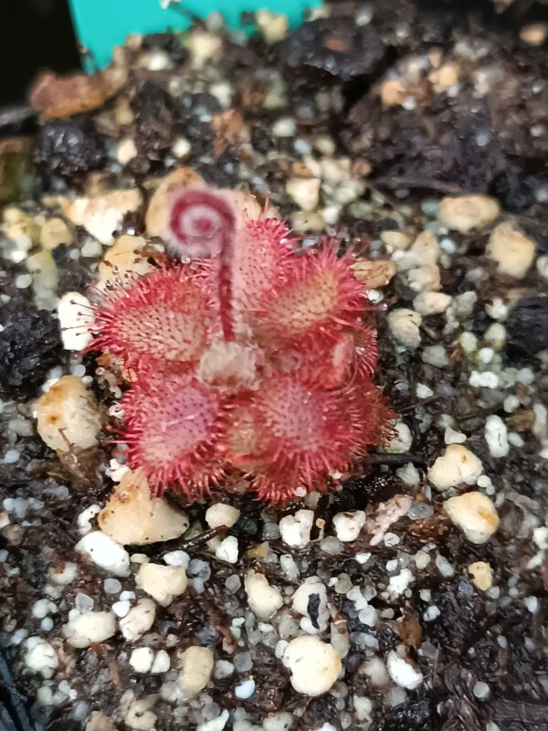Drosera tomentosa