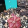 Drosera tomentosa