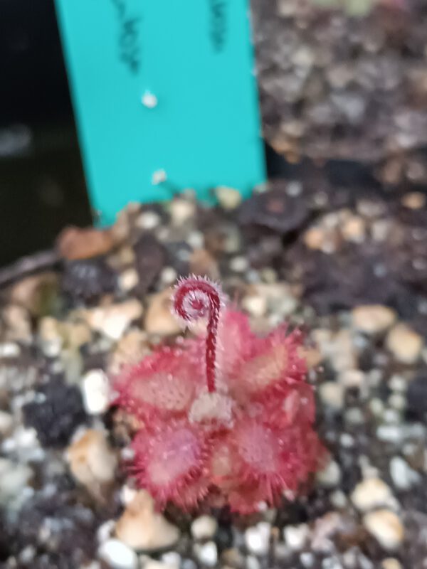 Drosera tomentosa