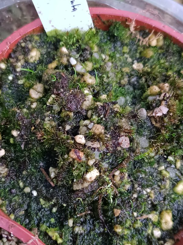 Utricularia cornuta