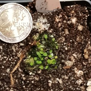 Utricularia paulinae