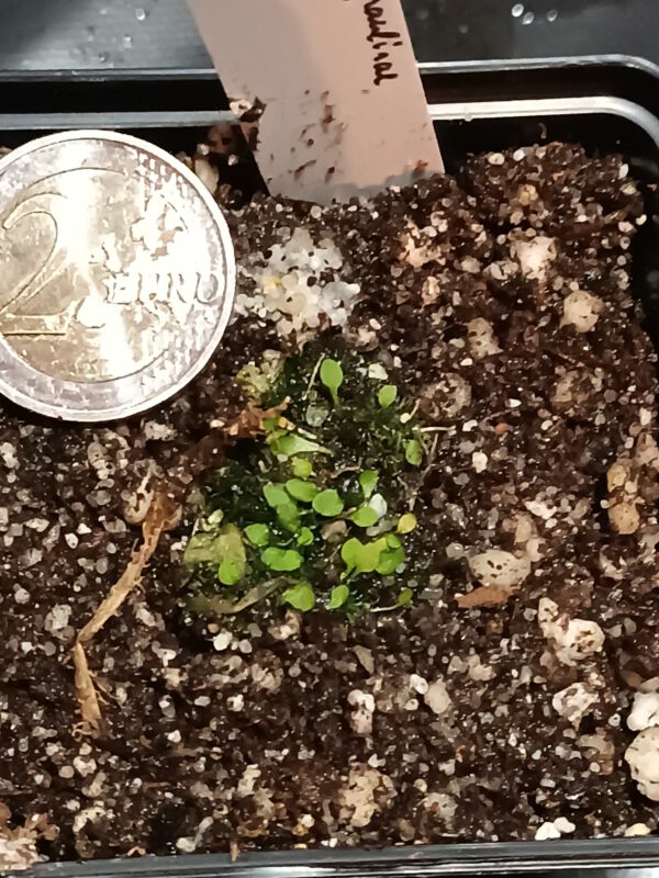 Utricularia paulinae