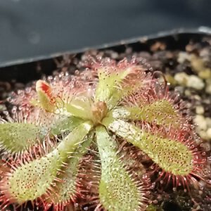 Drosera natalensis