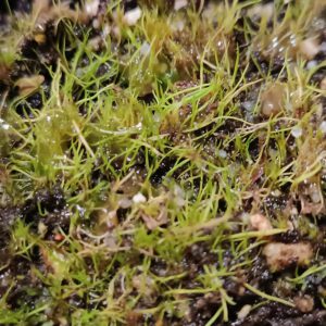 Utricularia fulva