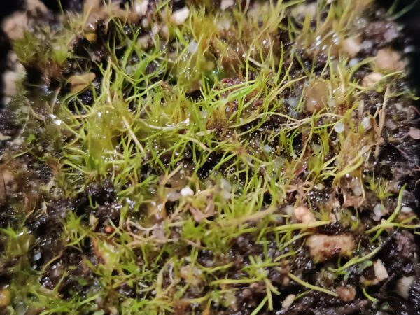 Utricularia fulva