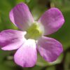 Pinguicula 'Kultivar 3'