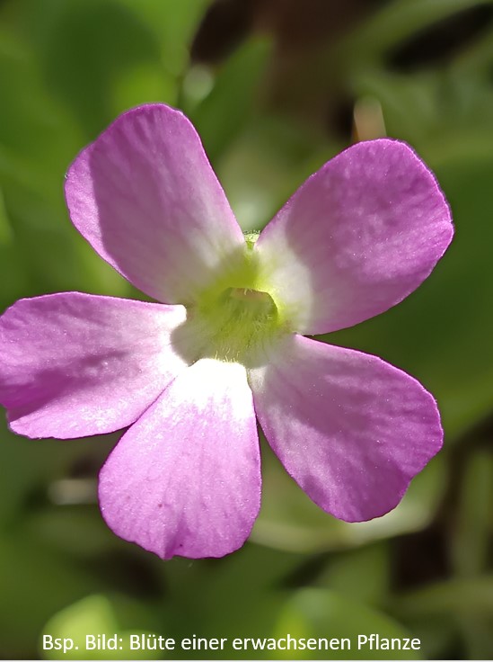 Pinguicula 'Kultivar 3'
