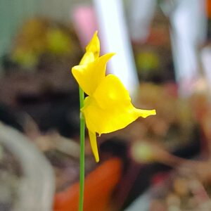 Utricularia cornuta Blüte