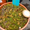 Utricularia cornuta Größe L