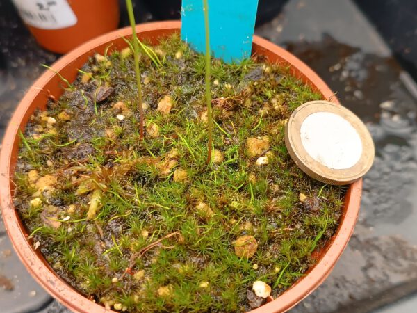 Utricularia cornuta Größe L