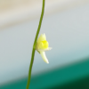 Utricularia bisquamata 'White Flower'