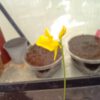 Utricularia cornuta Blüte