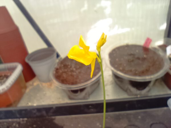 Utricularia cornuta Blüte