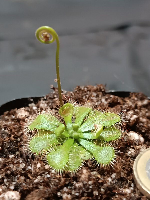 Drosera natalensis