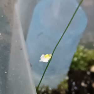 Utricularia bisquamata 'White Flower'