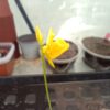 Utricularia cornuta Blüte