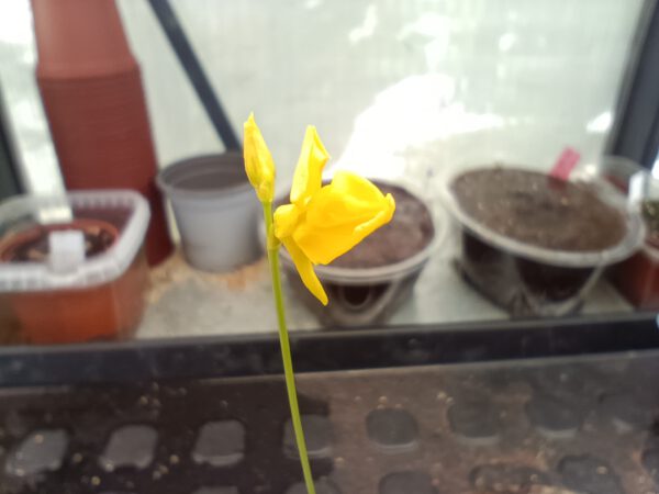 Utricularia cornuta Blüte