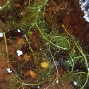 Utricularia inflata