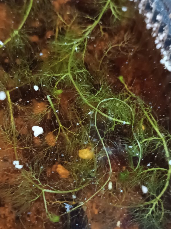 Utricularia inflata