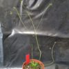 Stylidium caespitosum