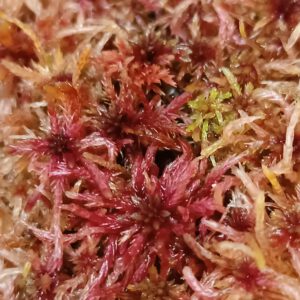 Sphagnum aciphyllum