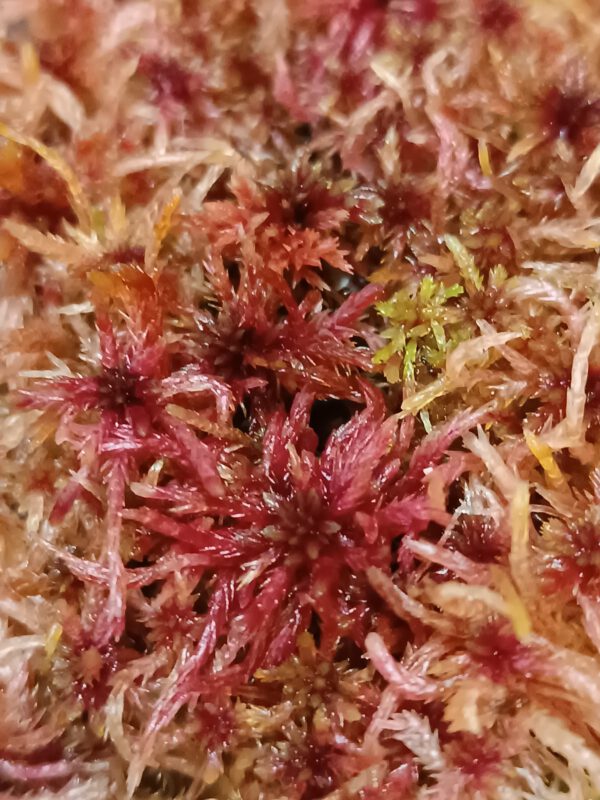 Sphagnum aciphyllum
