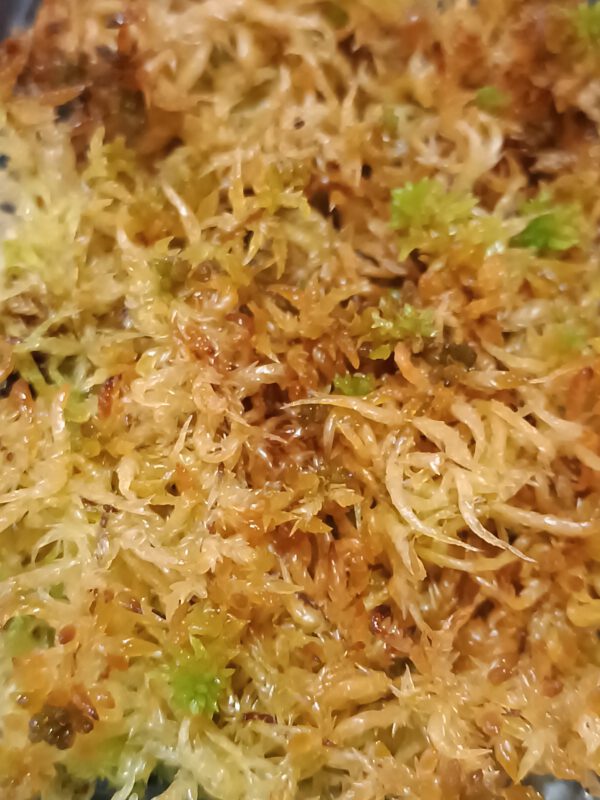 Sphagnum inundatum