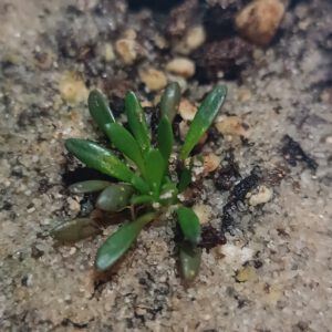 Stylidium assimile