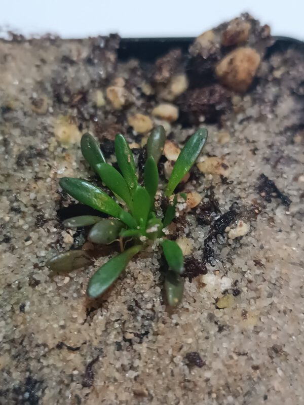 Stylidium assimile