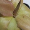 Pinguicula 'Kultivar 3'